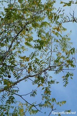Leaves and fruits
